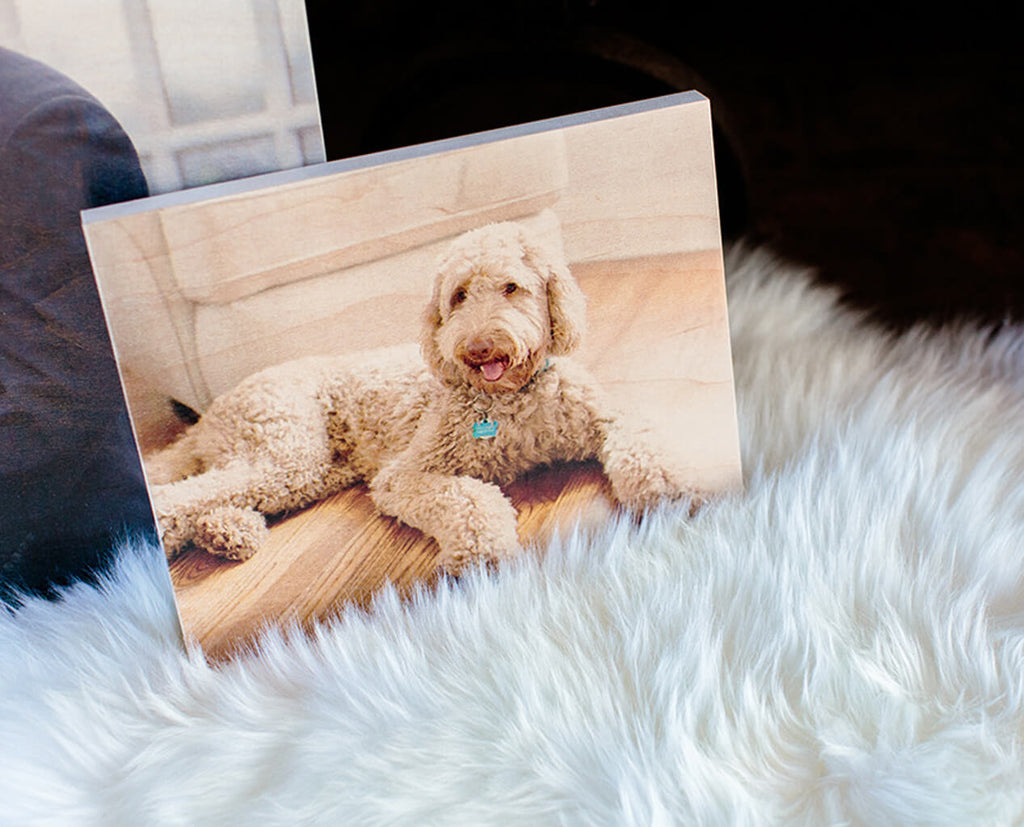 A photoboard wood print of a dog, standing on a white rug